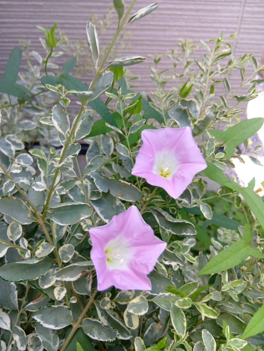 今日の手洗いも、百人一首から、清少納言さんとともに

夜をこめて
鳥のそら音は
はかるとも
世に逢坂の
関はゆるさじ

おはようございます
今日を佳い日に出来ますように🤗

コロナ…、ニンバス株とやらが流行り始めているとか
気を付けて行きまっしょい💦