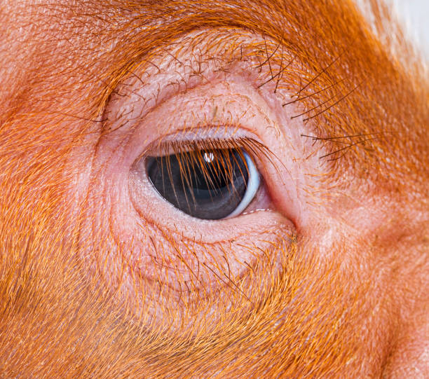 The fact that you had to think about whether this was your PRESIDENT or a hog eyeball...well... Many people are saying the hog is very attractive and some with tears in their eyes.