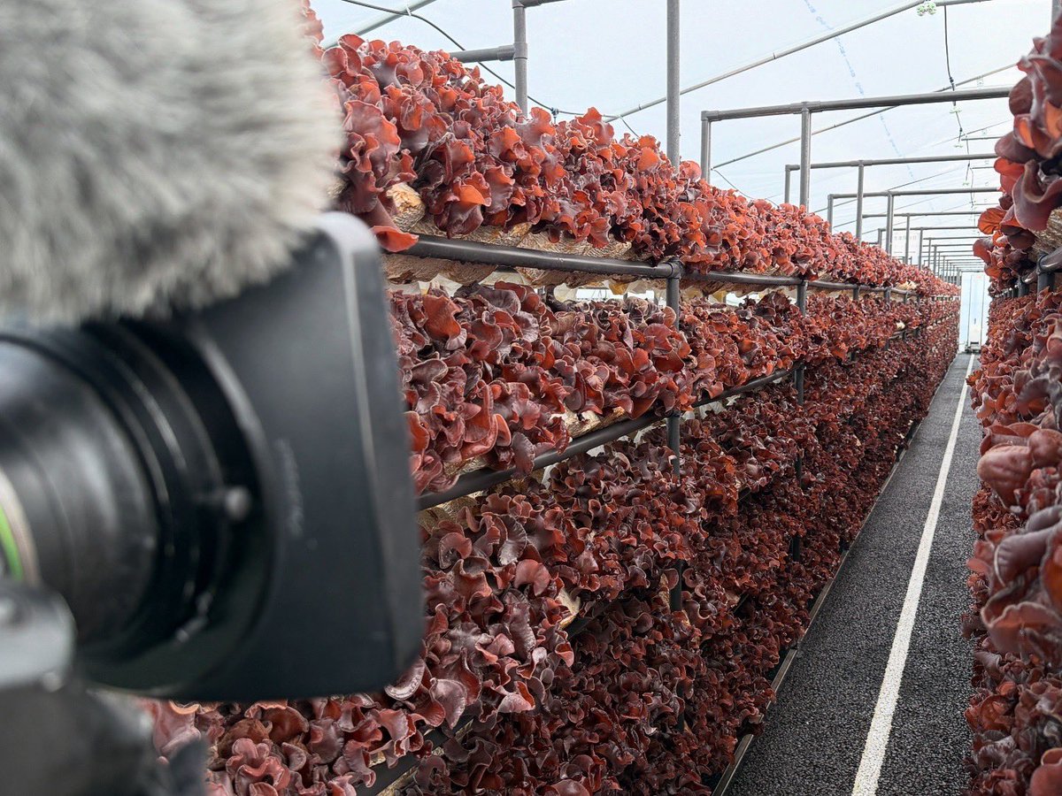 maebashigoeson's tweet image. 昨日はビジネス番組のロケ 
金属加工業を基軸とし、アグリ事業と日本語学校も展開する企業を取材。
いずれも地域に根ざした、そしてさらなる地域性ある取り組み。
様々な視点を持ち、新たな事業を展開する企業が増えている 
#tvprogram #映像の仕事 #gunma #板倉町 #ぐっんま