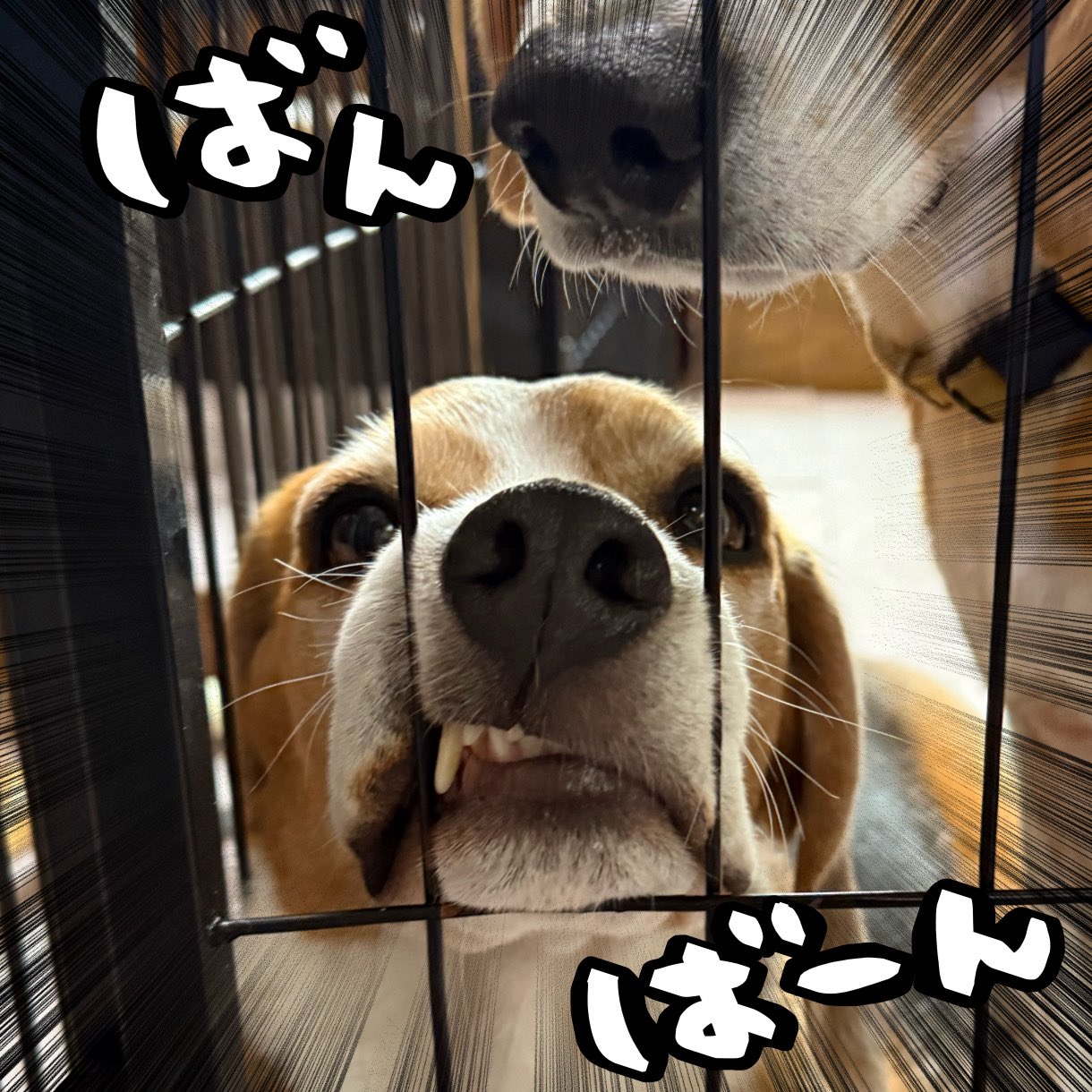 * vintage dog ❀ * ツートーンの可愛い ワンちゃん vintage dog ❀ * ツートーンの可愛い ワンちゃん