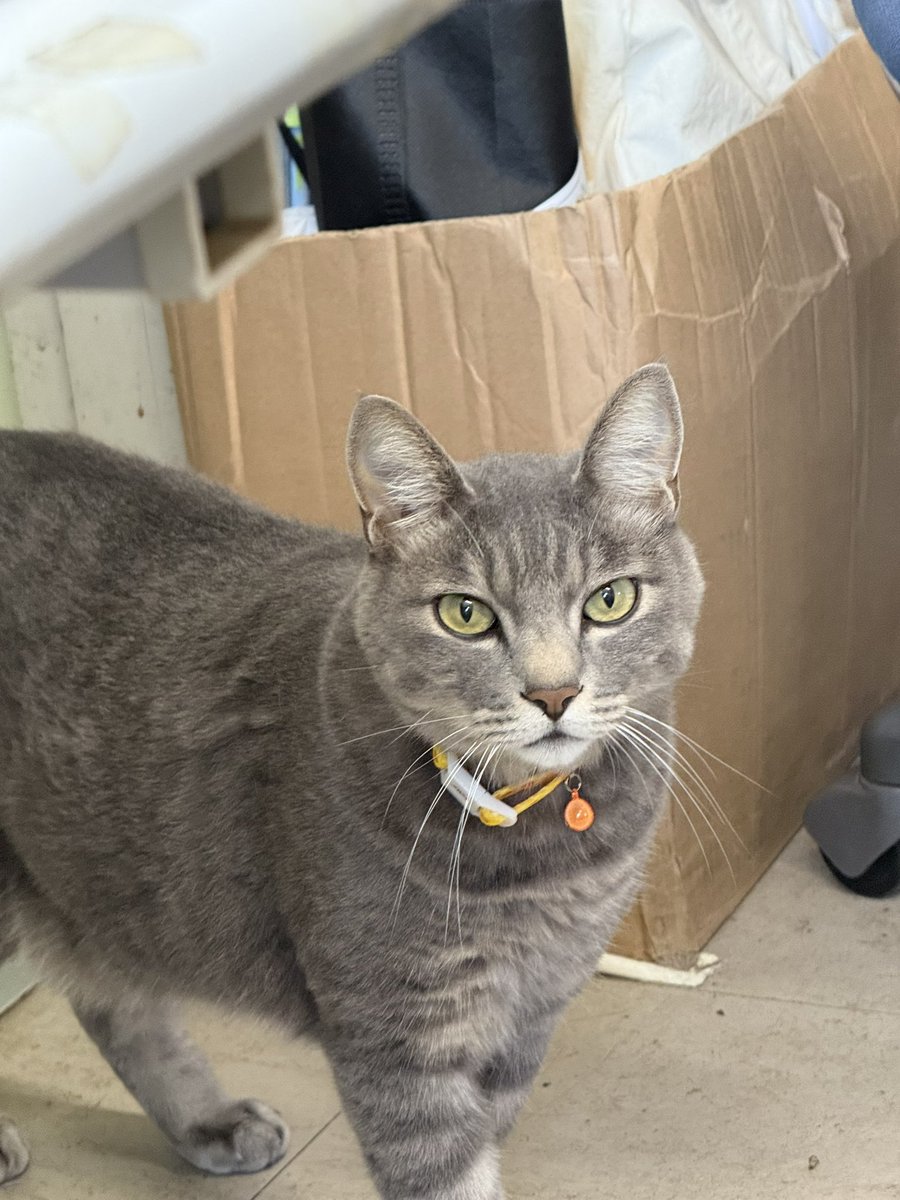 客先でくつろいでたら何しにきたんすか、そこあたしの飯場なんですけどって感じで猫が来た
すませんｵｼﾞｬﾏｼﾃﾏｽ