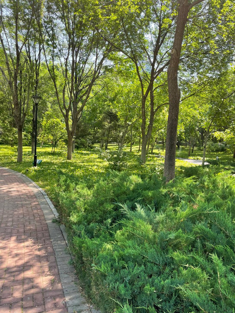 SactoDeadHorses's tweet photo. It is especially suitable to go to the park for jogging and walking around 10:30 in the morning. The big shade trees are full of green, and the watered lawns emit a fresh smell. You will love it all summer https://t.co/FxkazLKA7X