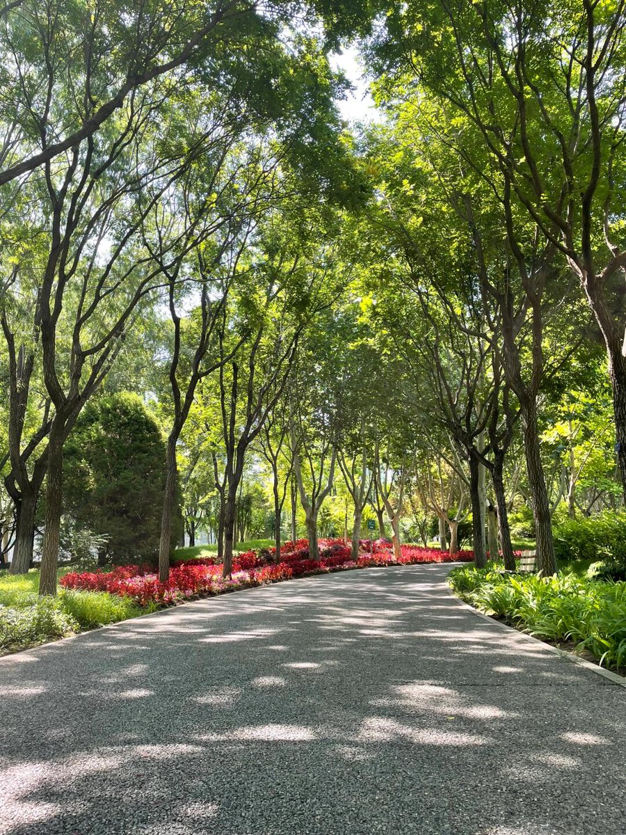 SactoDeadHorses's tweet photo. It is especially suitable to go to the park for jogging and walking around 10:30 in the morning. The big shade trees are full of green, and the watered lawns emit a fresh smell. You will love it all summer https://t.co/FxkazLKA7X