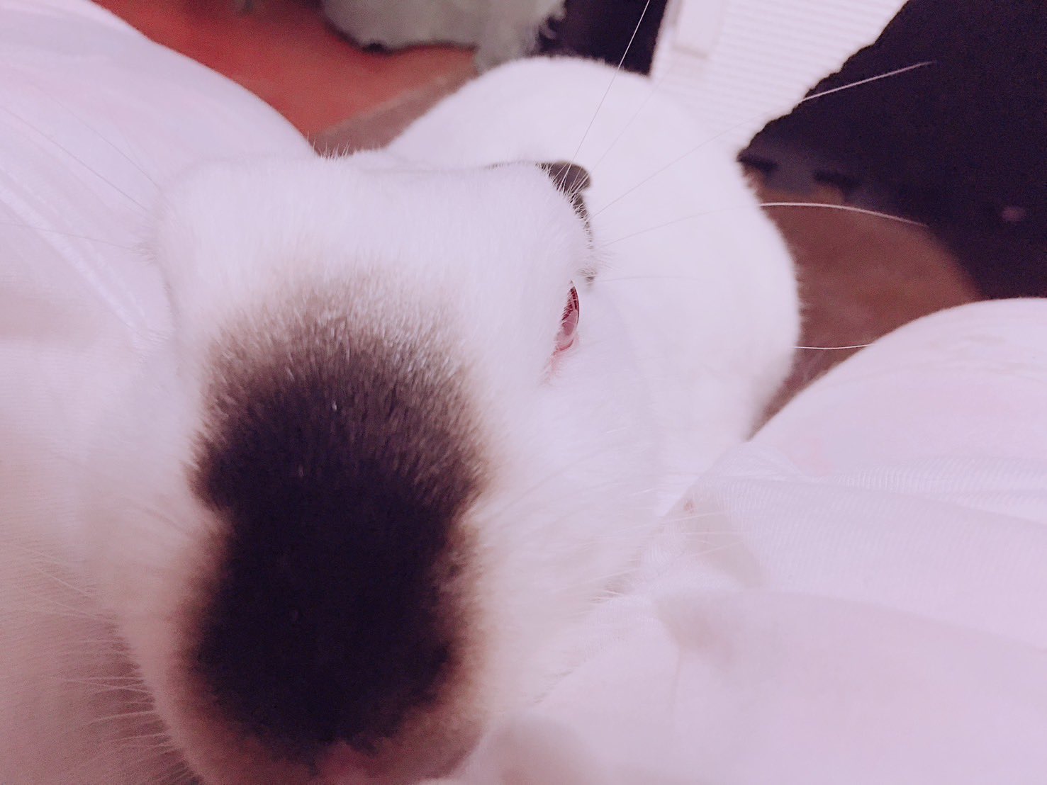 fluffyteddy＊手染めヒマラヤンうさぎ。 fluffyteddy＊手染めヒマラヤンうさぎ。