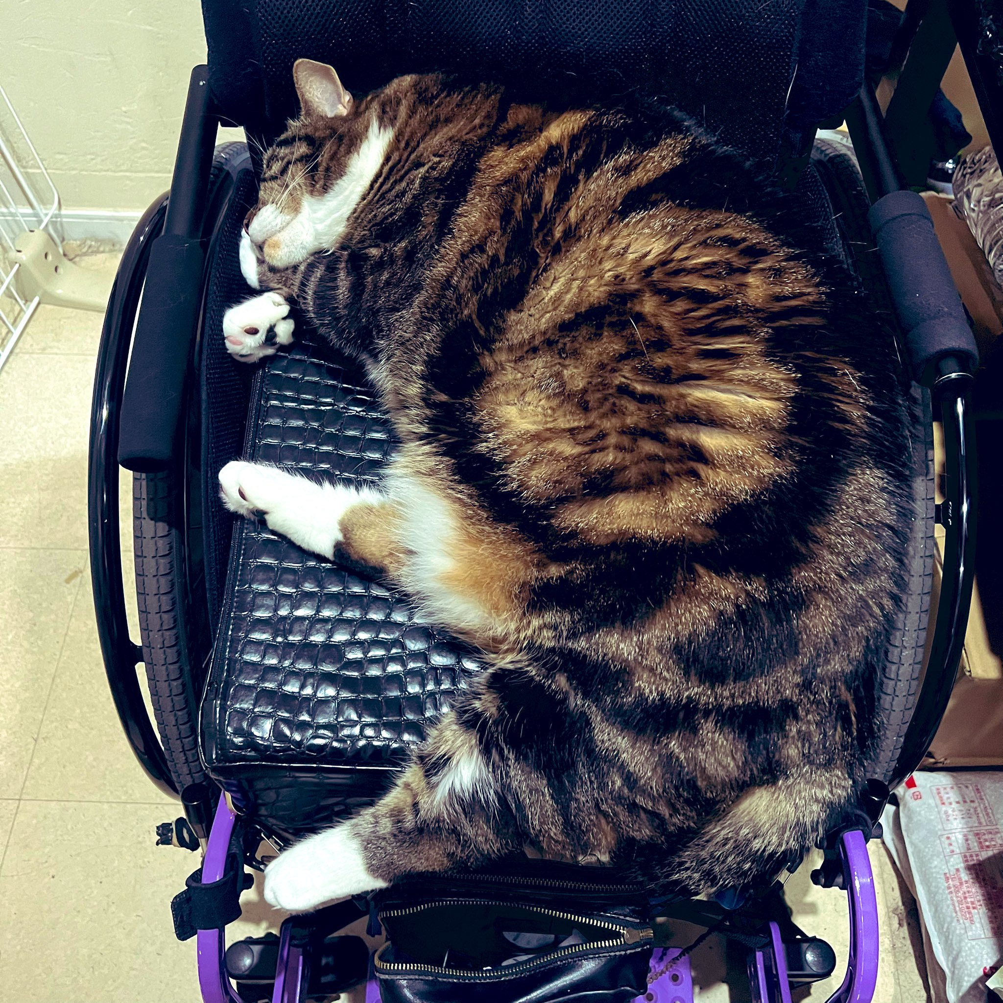 ねこ Azuki and Sakura's weight has now matched that of the