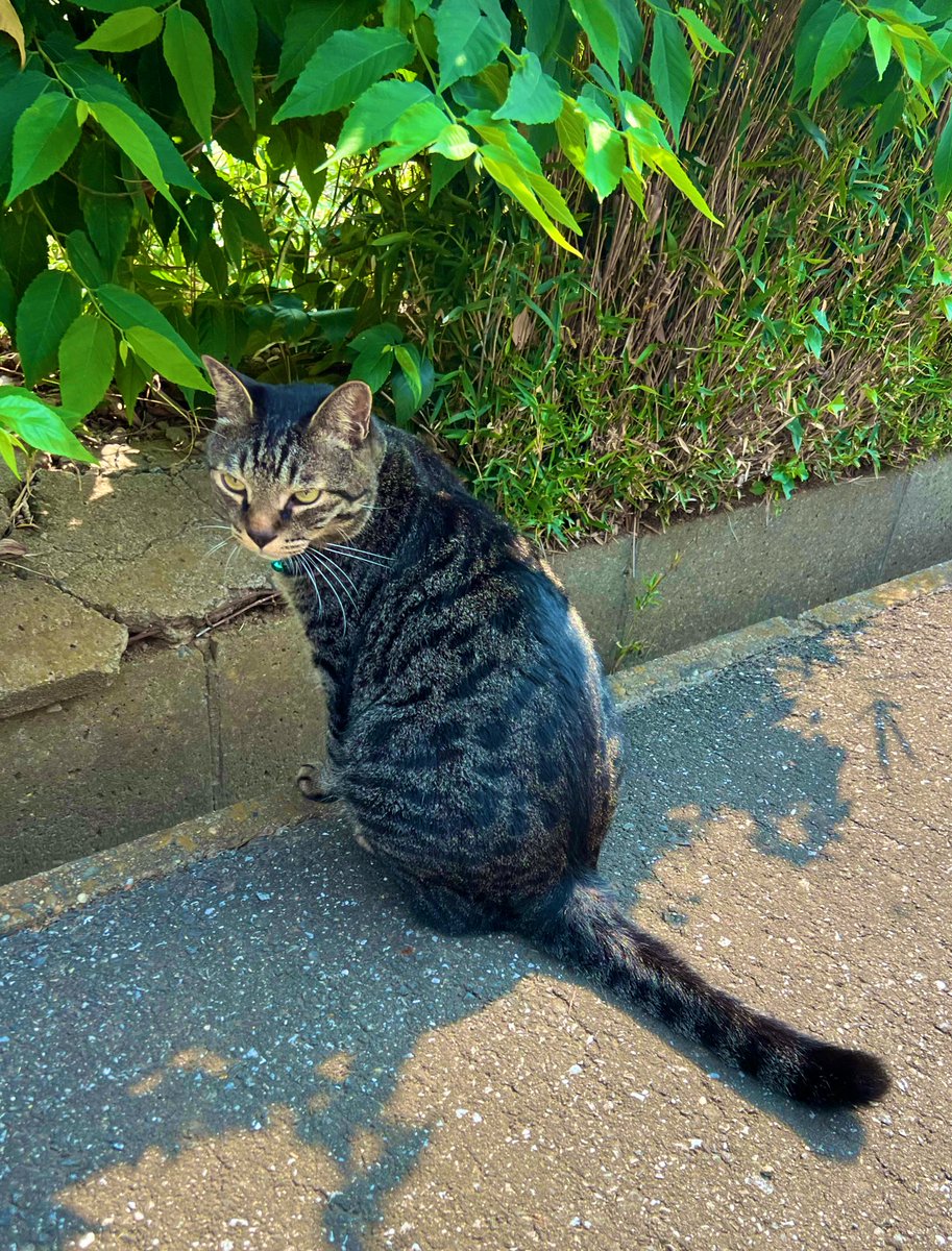 今日のウチの猫ちゃん🐈
こんな暑いのにおさんぽ大好き😻
夏バテ知らずの元気な猫ちゃん😼😊

#ねこ #cat #猫のいる生活