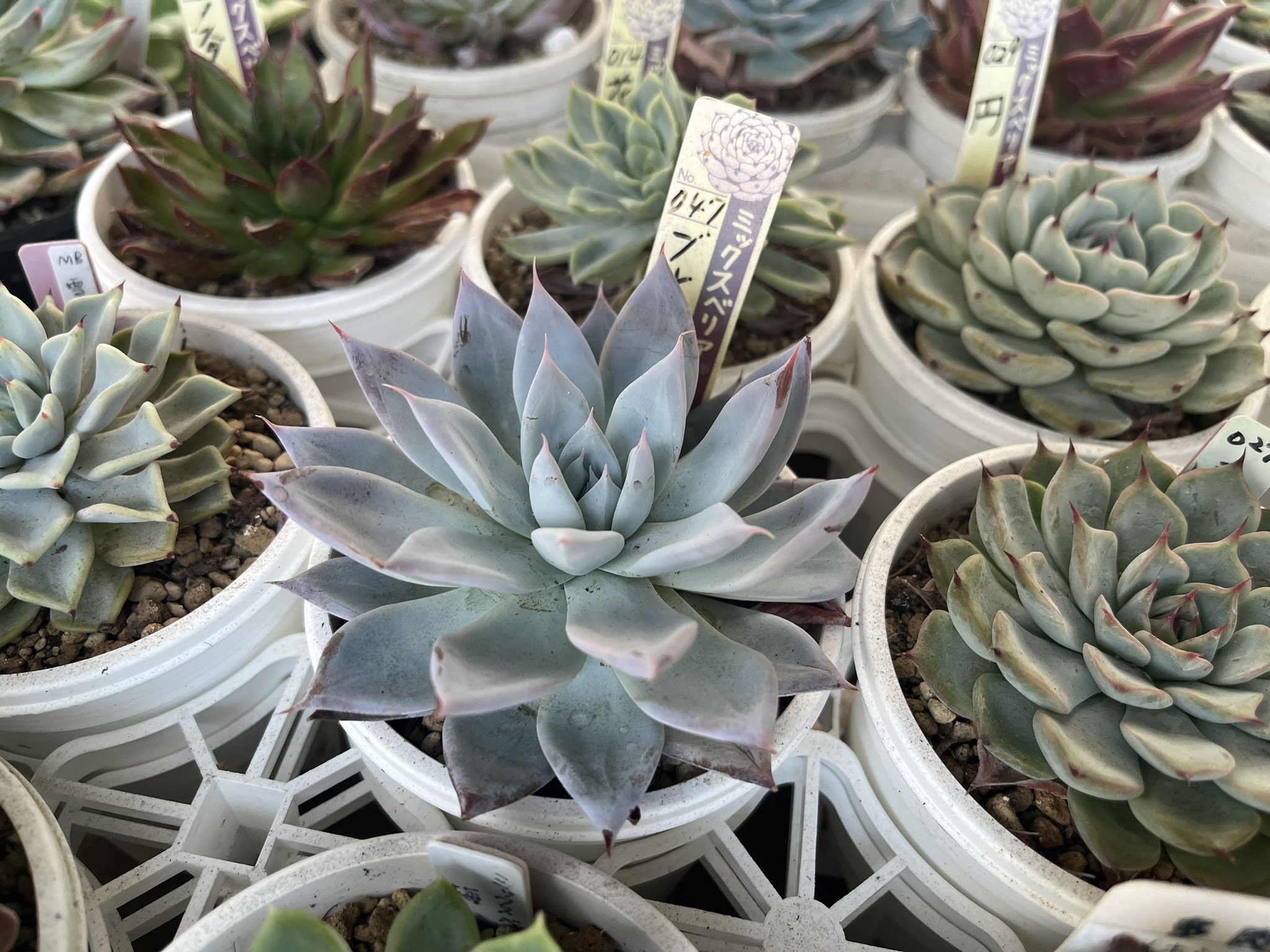 あずこも様　多肉植物棚　DB-BG2 多肉植物棚GAI-8B5（棚＋トレー）