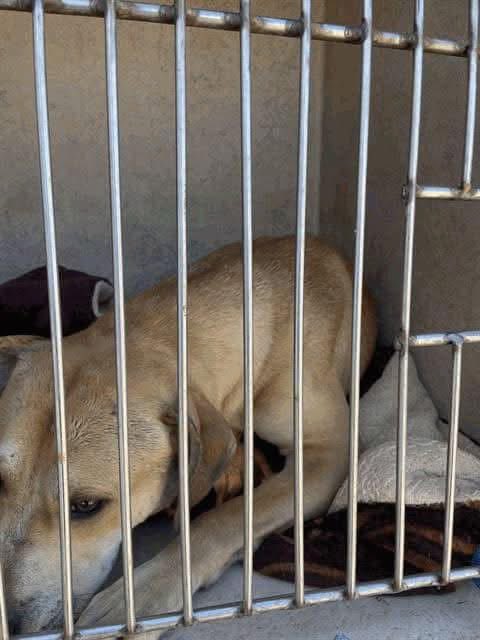 irescue4paws's tweet photo. 0fficialtomhard @SirPatStew 
@NiallHarbison 
@KatieHeigl 
@justinbieber 

Our state needs so much help. So many pits &amp; other dogs cats being put down daily!  It is heartbreaking. Look up OKAW it’s disgusting! Help plz we want to build a sanctuary, rehab and training facility. https://t.co/z3PyDkP9VV
