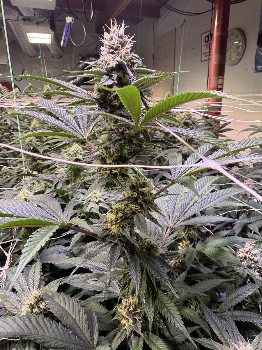 Forbidden Jelly day 32 Bloom !