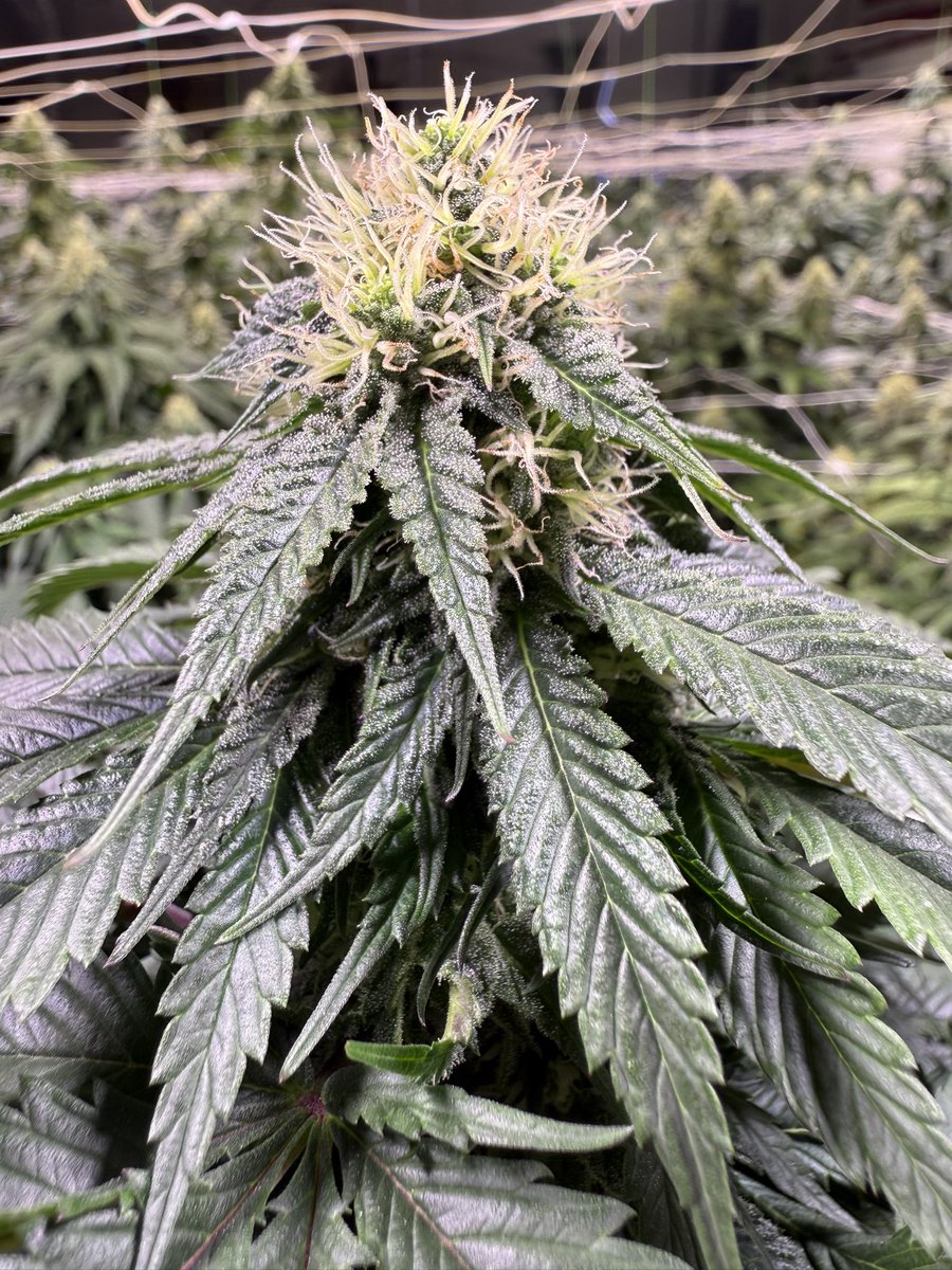 Black Cherry Kush X G-13 day 32 bloom wow! Plant Guy Colorado!
