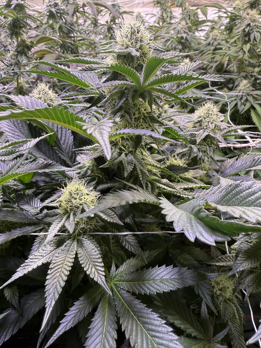 Tropicana Cherries #8 Plant Guy Colorado.
