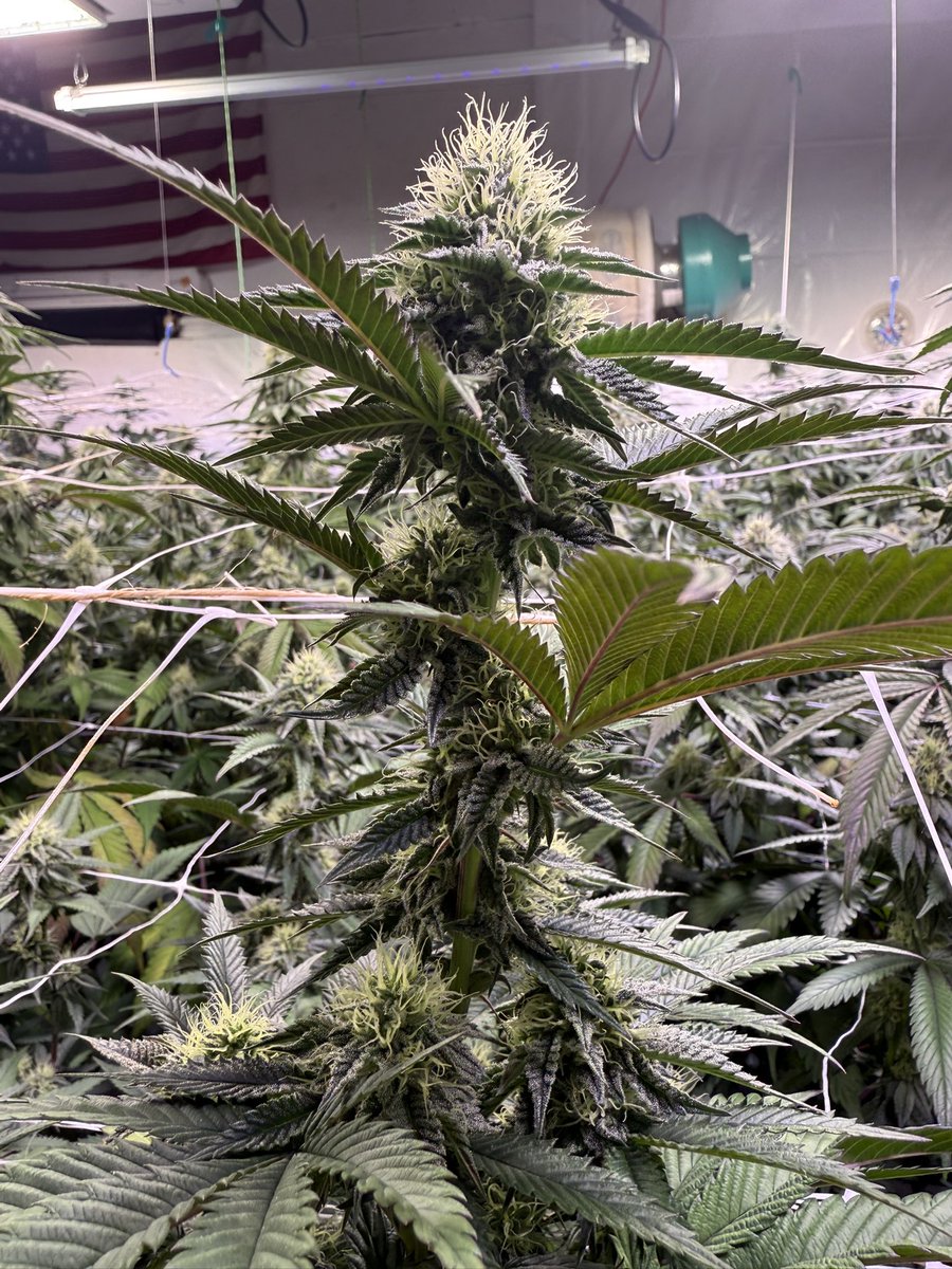 Ice Cream Cake! Day 32 bloom Plant Guy  Colorado!