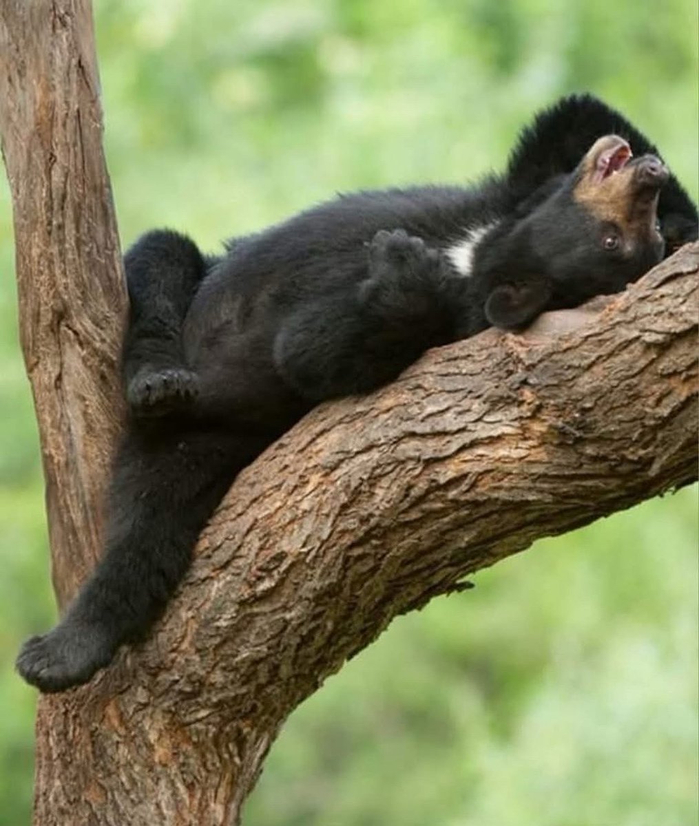 SevierFun's tweet image. Time for a little bear nap 

📸: Bill Lea Photography