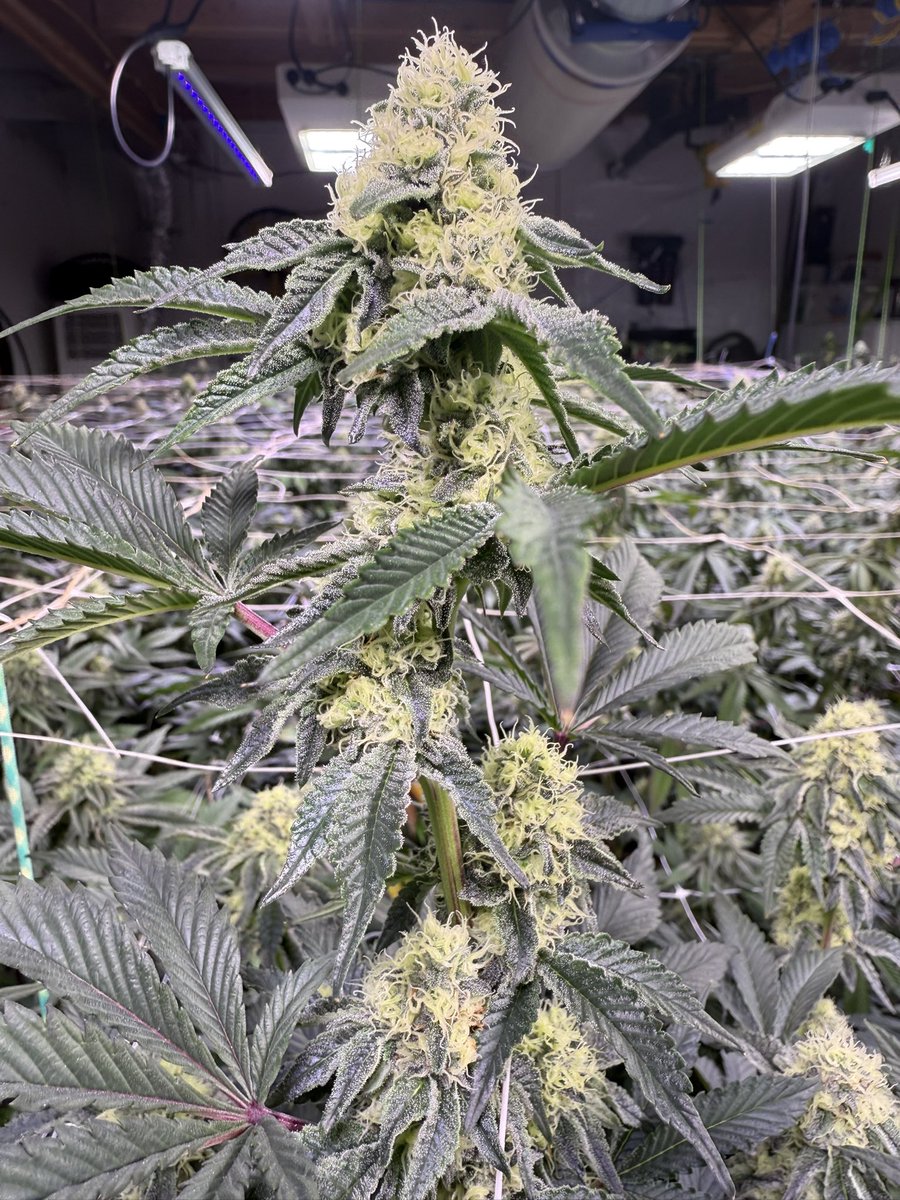 Swamp Water Fumez day 32 Bloom Killing it wish i had more than this one plant running. Oh well. Plant Guy Colorado.