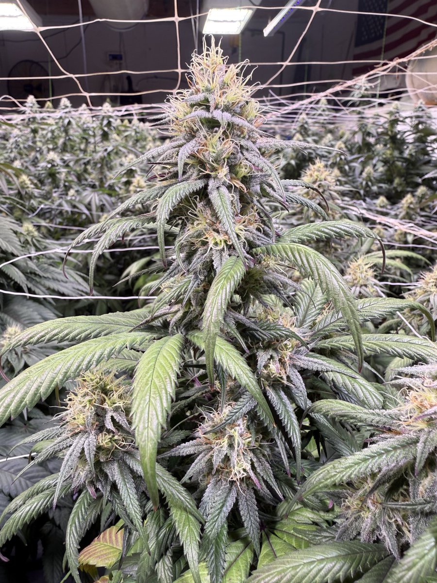 God Stash day 32 bloom unreal blueberry terps popping on the nose if this. So damn good. Plant Guy Colorado!