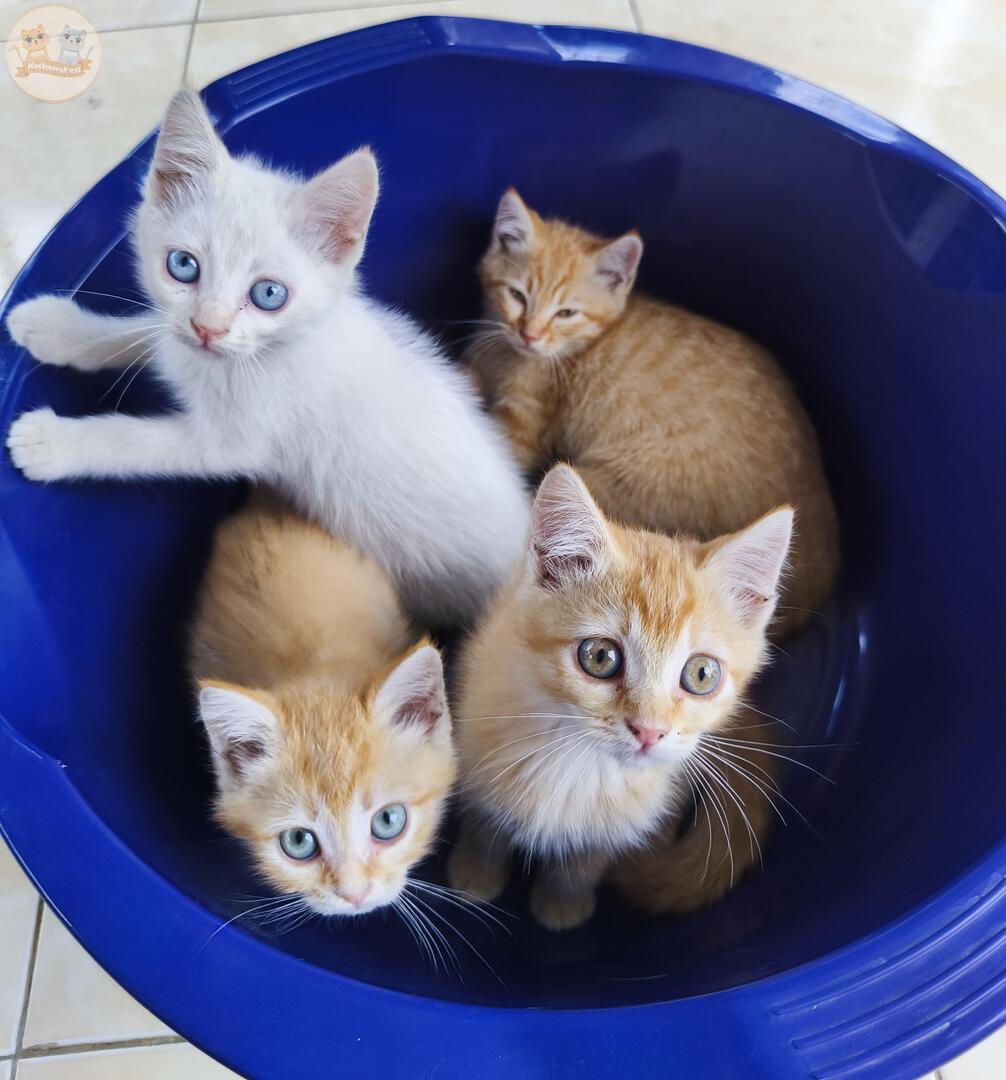 3 kcg! oren dan 1 kucing putih o̶o̶n̶ siap mengguncang duniaa