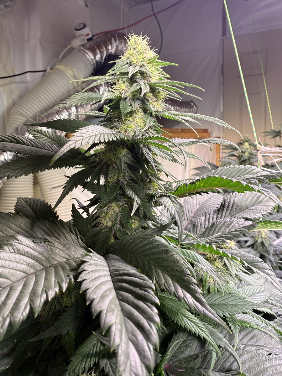 G-13 Super Stalks day 32 bloom no sign of any sacks and i’ve torn apart some smaller buds to get a deep dive, keeping fingers crossed. This stuff reeks. Plant Guy Colorado
