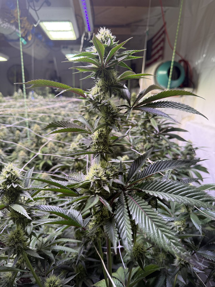 Donkey Butter day 32 Bloom getting huge, Plant Guy Colorado