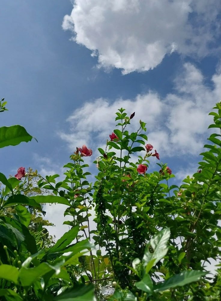 Beautiful Hibiscus🌺 Morning 🌿