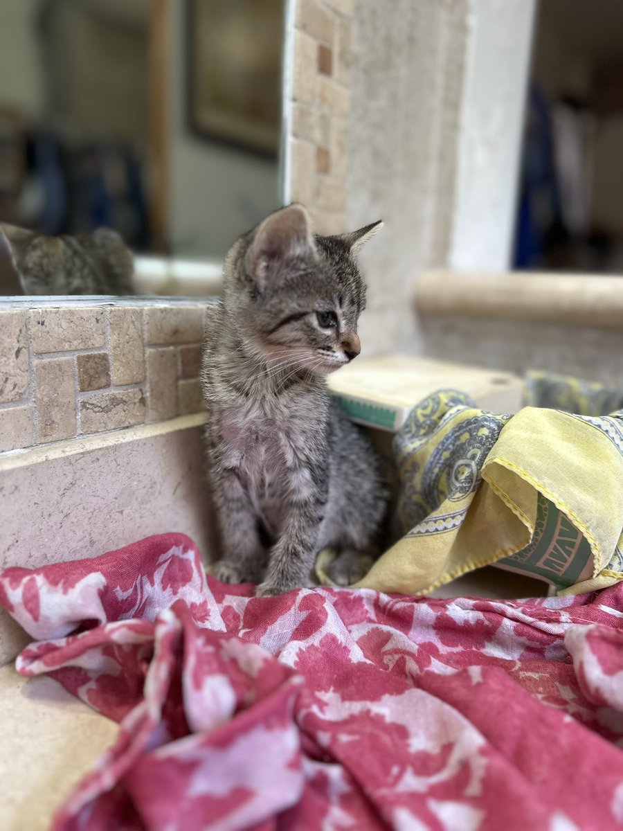 Soy Luisa y tengo 3 meses. Tengo mi pancita llena de manchitas y los ojos más lindos

Soy un poco tímida porque la he pasado mal pero ya empiezo a dar mucho amor

Soy hembra y estoy sana, no tengo sida ni leucemia

Estoy en CDMX. Para adoptarme manda mensajito a Alina 💖