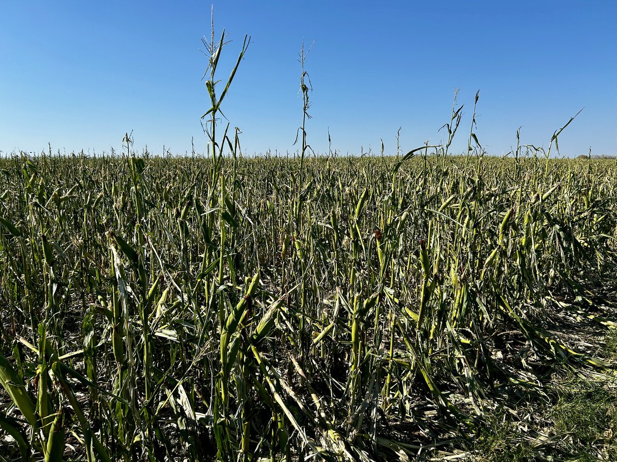 Jack Payne tweet media