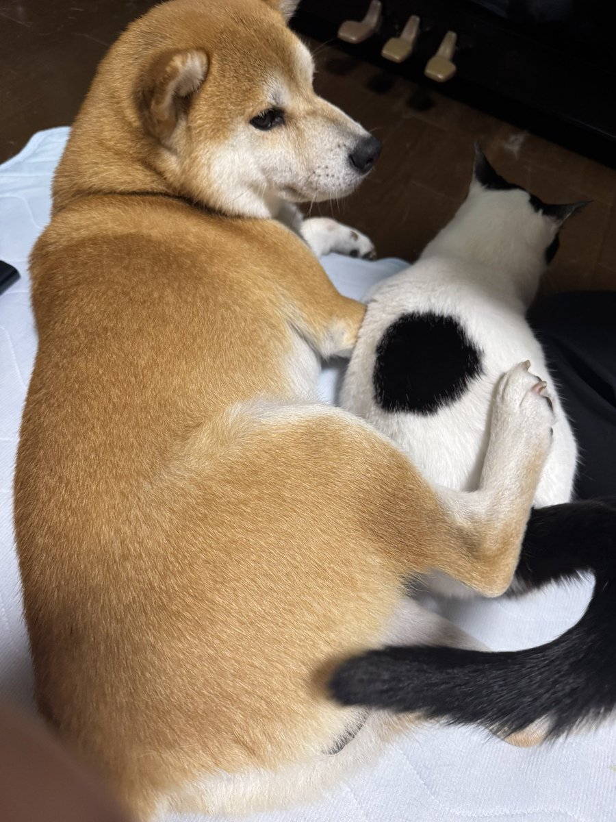 柴犬＊ちゃん太 (@shiba_chanta) / Posts / X