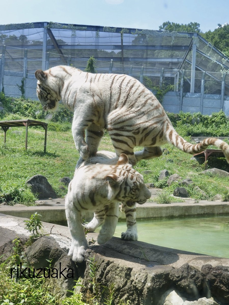 乗った😳❗️

#伊豆アニマルキングダム #ホワイトタイガー