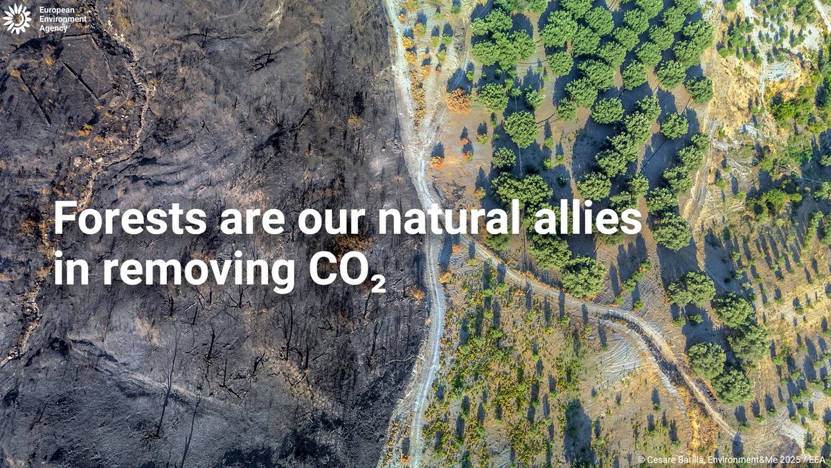 🌿 A new EEA report highlights the urgent need to protect &amp; restore #forests as our natural ally for absorbing CO₂: eu1.hubs.ly/H0myNm90

The sector holds major potential to support climate neutrality and deliver significant co-benefits for people and nature.

#ClimateAction