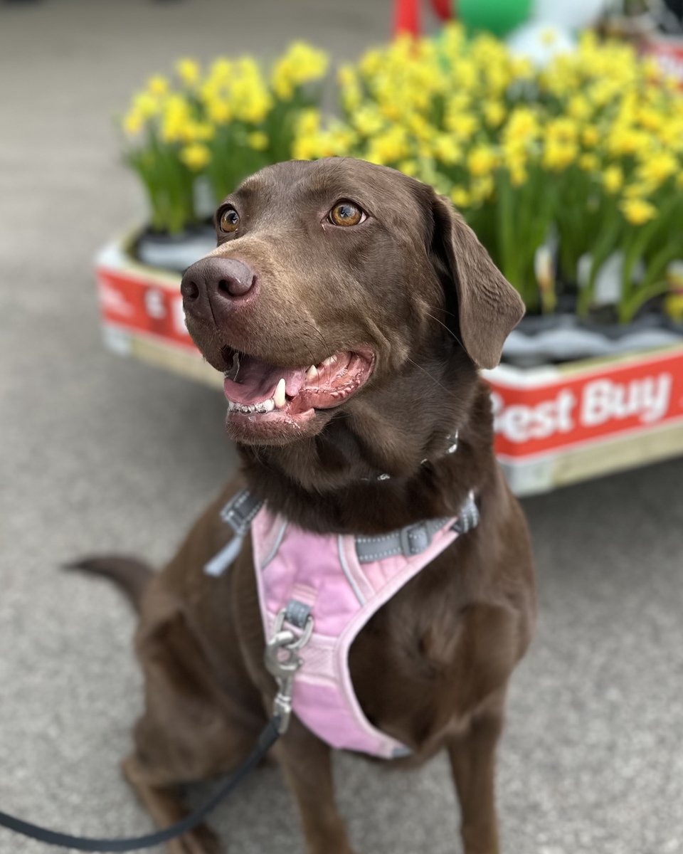 BGCentres's tweet photo. It’s National Dog Day!🐶✨
Did you know that ALL of our garden centres are dog friendly?🐶
We LOVE meeting your four-legged friends when they visit our garden centres so make sure to bring them along on your next visit!🤩
#britishgardencentres #stepintosummer #dogfriendly https://t.co/1EHbNoHXOQ