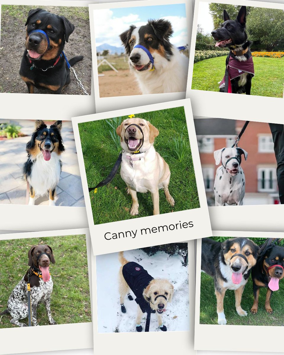 Happy #NationalDogDay 🐾🧡
Big thanks to our amazing community for trusting the Canny Collar with your dogs. Your photos make us smile every day!

Celebrate with 15% OFF storewide until 31 Aug – Code SP015 👉 cannyco.co.uk