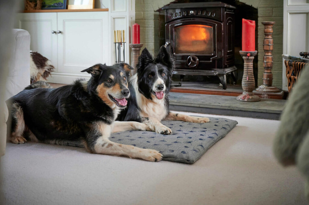 MadeinCumbria's tweet photo. Today on #NationalDogDay spoil your puppy with goodies from Chimney Sheep - https://t.co/fi0VTh2UQV   and delicious treats from Sir Woofchester Ltd - https://t.co/lTyJ9AGnkr  Because our four-legged friends deserve the best! 🐶🦴 https://t.co/EfIUoKrlNs