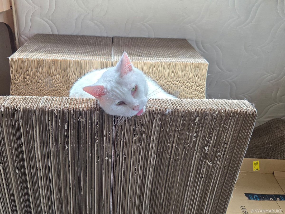 CAT_PRESS's tweet photo. 「マタタビ中毒？」「暑くて夏バテ？」
正気を失った表情で甘える猫ちゃんのクセが強すぎて、爆笑する人が続出しています😺

https://t.co/D91BMywi47 https://t.co/Iwo6xlN429