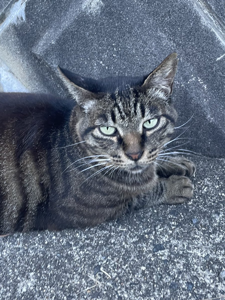 福島大学ねこサークル(ふくねこ) on X: 