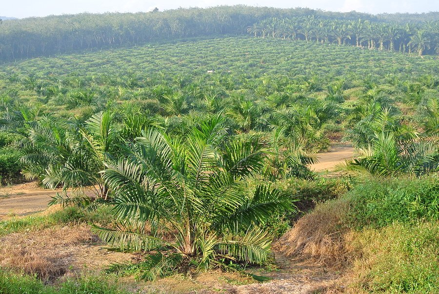 Following the #WTO’s ruling against the #European Union’s tariffs on Indonesian palm oil, #GAPKI chairman Eddy Martono issued the following statement.
biofuels-news.com/news/wto-rules…
#biofuels #POME #feedstock #Asia #Europe #Indonesia