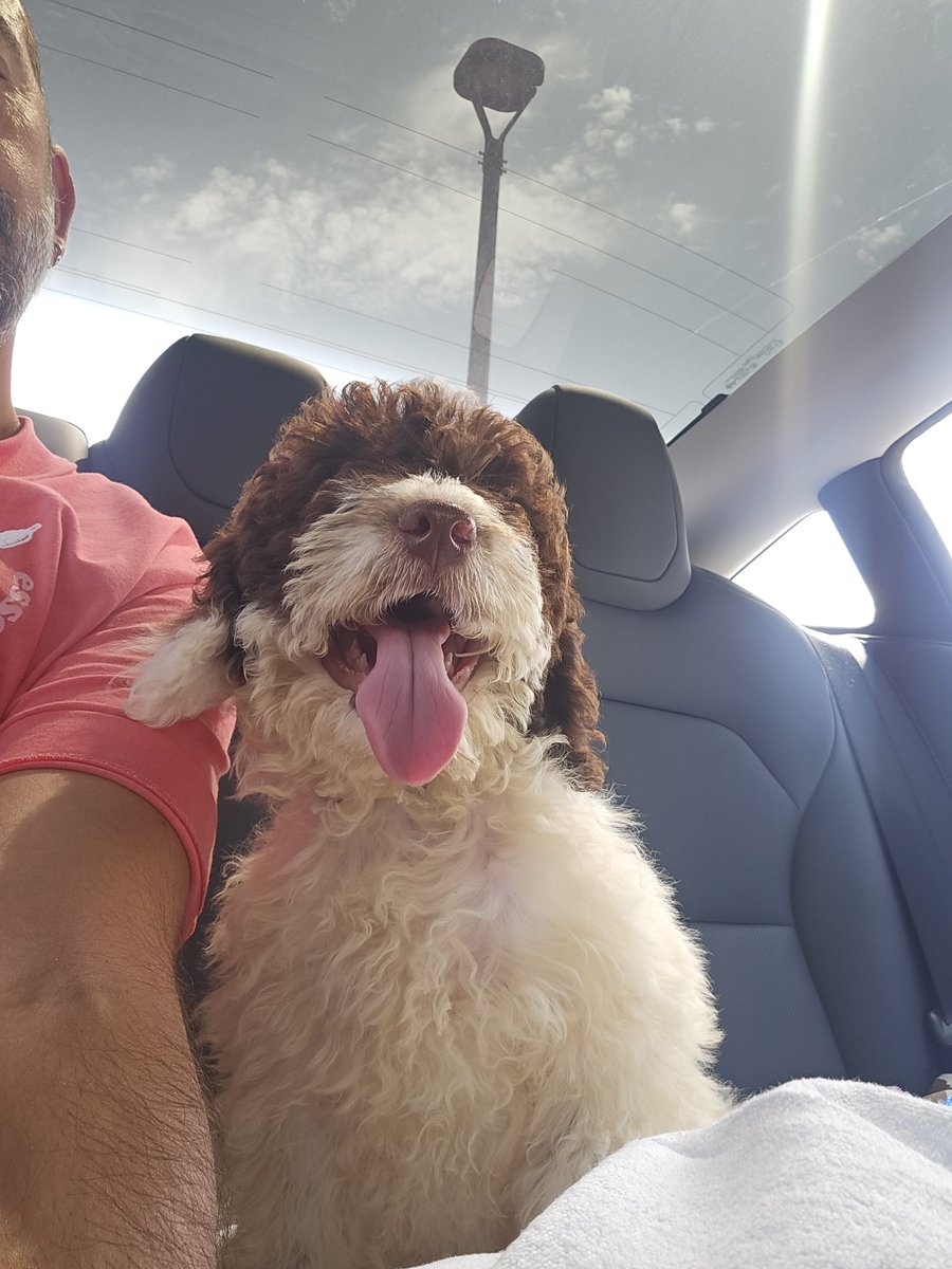 menacho1981's tweet image. Os presento a Deniss....el nuevo miembro de la familia ❤️