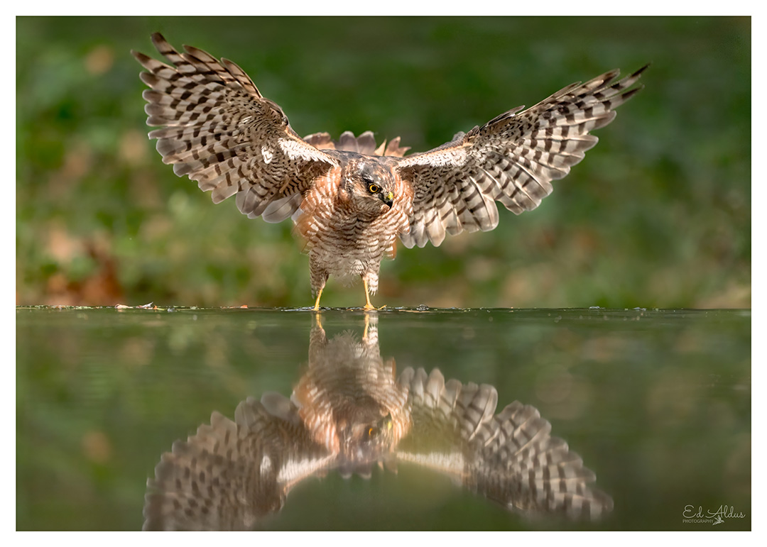 Ed Aldus (@edaldus) on Twitter photo Aan de waterkant, zo wijd gespreid zie je hem niet vaak; de sperwer (man) 😲! <a href="/VroegeVogels/">Vroege Vogels</a> <a href="/vogelnieuws/">Vogelbescherming NL</a> Aan de waterkant, zo wijd gespreid zie je hem niet vaak; de sperwer (man) 😲! <a href="/VroegeVogels/">Vroege Vogels</a> <a href="/vogelnieuws/">Vogelbescherming NL</a>