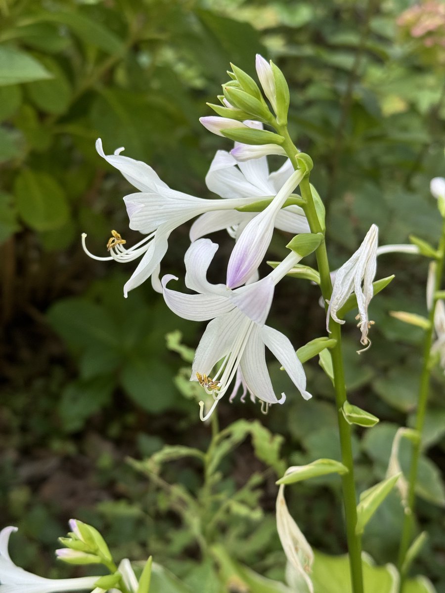 まだまだ暑い日が続きますがお盆の帰省や旅行の影響か新型コロナの患者さんが増加中です.近隣の病院ではベッドがもう一杯で受け入れられないとの連絡もあり当救命センターも苦しい状況です. 症状も後遺症も決して甘く見ることはできません.皆様くれぐれもお気を付けください。photo:暑さに負けず咲く花