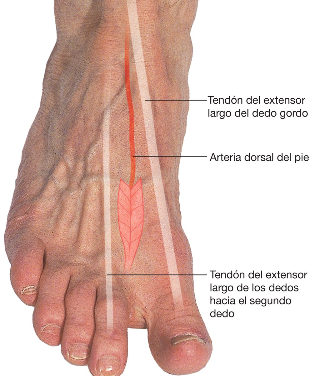 La arteria dorsal del pie se usa para evaluar la #CirculaciónPeriférica. Es la arteria palpable más alejada del corazón y se dispone entre el tendón del extensor largo del dedo gordo y el tendón del extensor largo de los dedos para el segundo dedo.