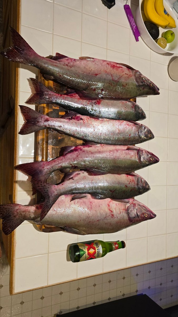 За полтора часа наловил лимит. Дуром прёт