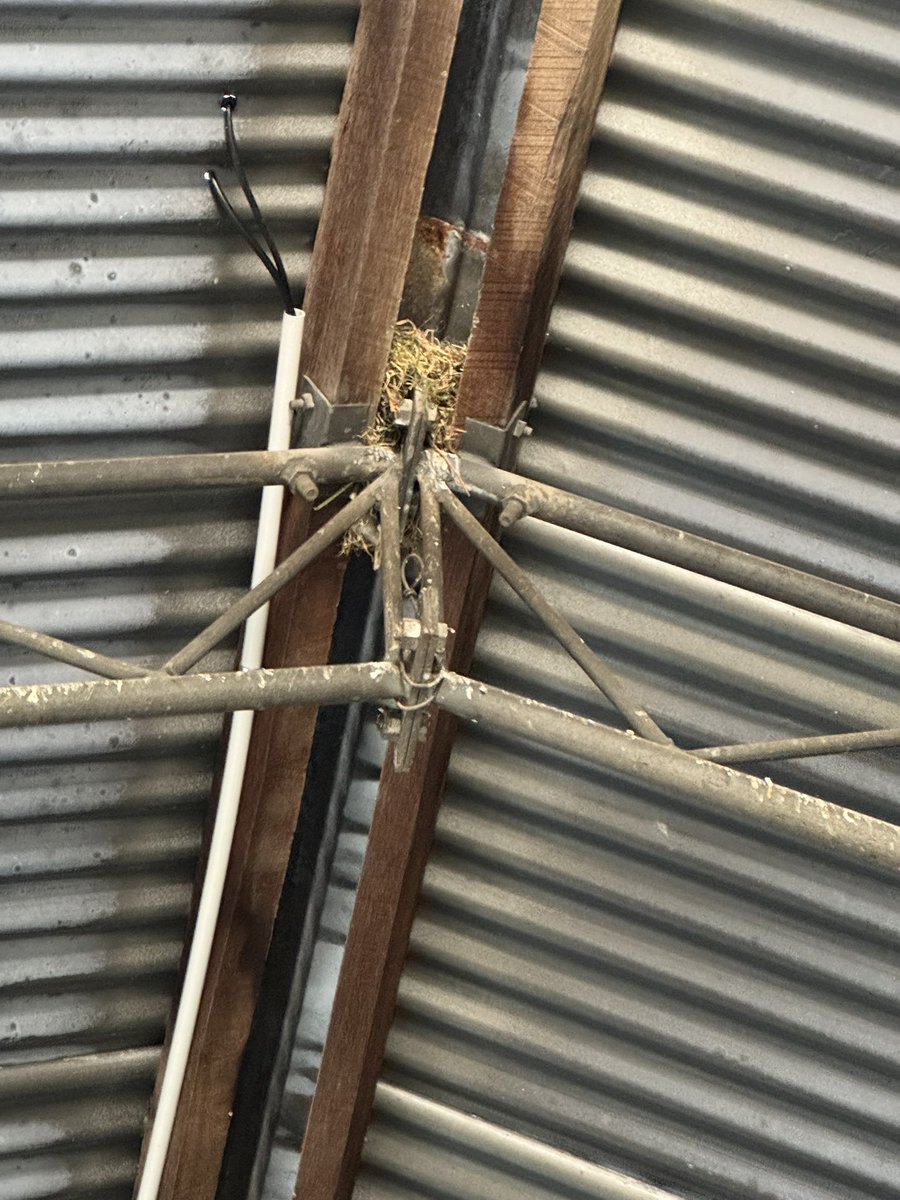 Can anyone give me some ideas on trying to keep spoggies at a minimum? Had an absolute gutful. Tried gutter guard, bird netting, now running low on ideas. Thanks in advance