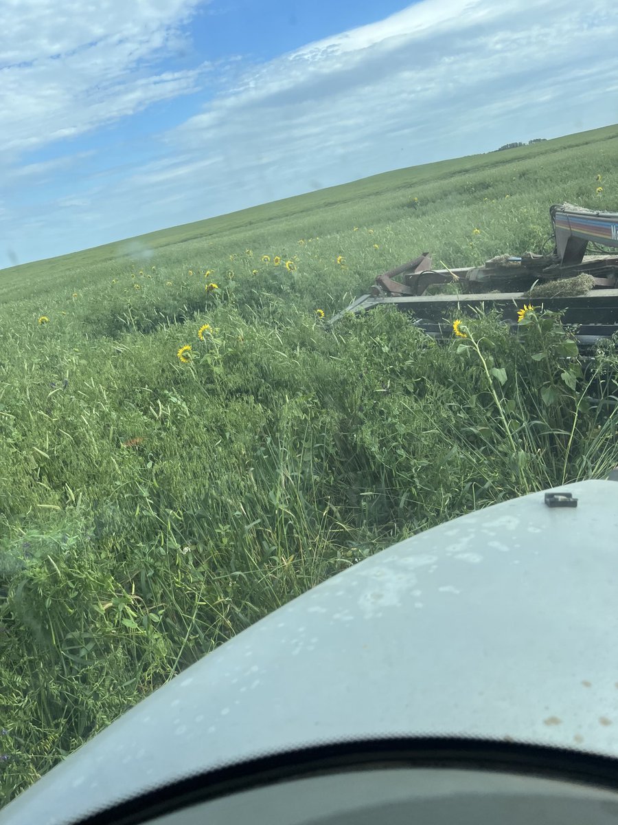 Pretty impressed with the Full Season Cover crop from Covers &amp; Co.!