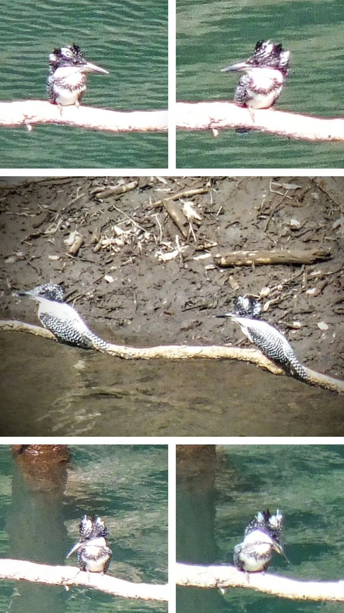 雨不足で渇水の宮ヶ瀬湖😰
いつもはこんな中洲見えません😭
そんな中にも鳥はいます🧐
ヤマセミの親子🧐
あまりにも遠くてピンボケですがワシのポンコツカメラの限界です🧐

#ヤマセミ
#宮ヶ瀬湖
#バードウォッチング
#撮り鳥
#水は大変に