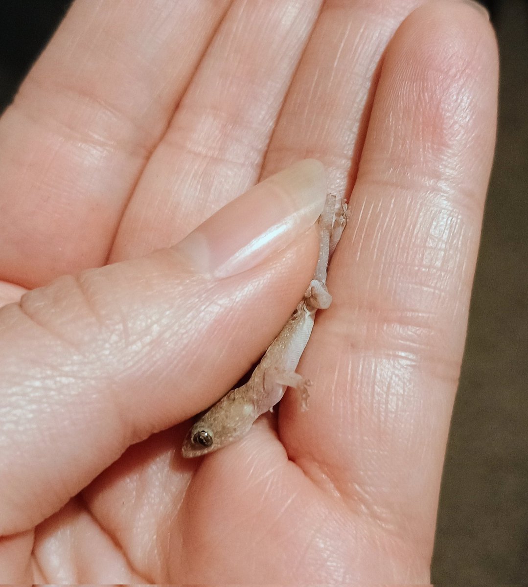 Just call me the little lizard wrangler. Nothing like settling down for the night and seeing this guy walking across the floor.
Gotta love Florida 🌞