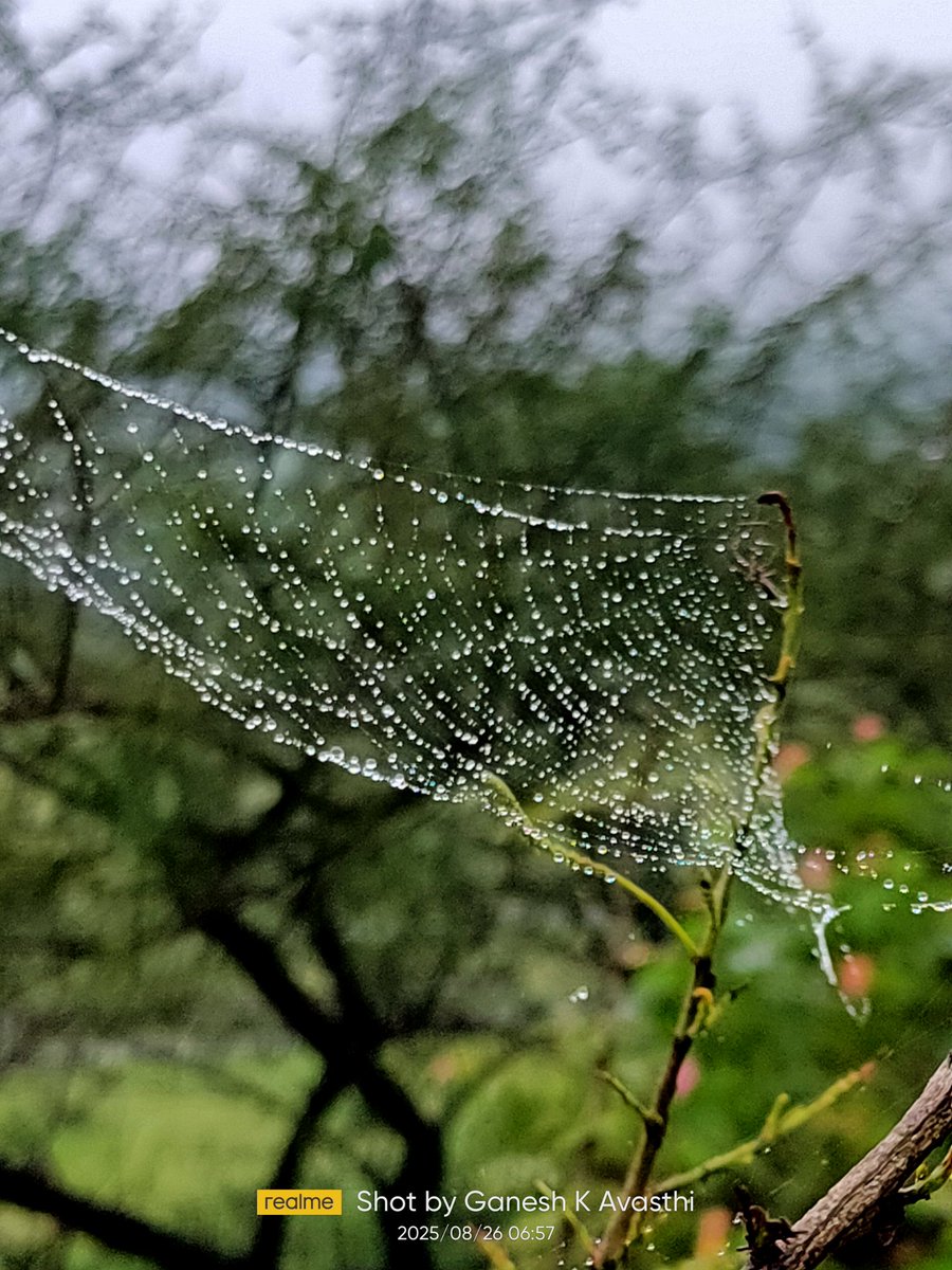 Devavasthi's tweet image. A glistening spiderweb, adorned with droplets of rain, shines like a diamond necklace strung across the morning light.

​#Spiderweb  #NaturePhotography #MacroPhotography #WaterDroplets #Nashik
#theme_pic_india_droplets