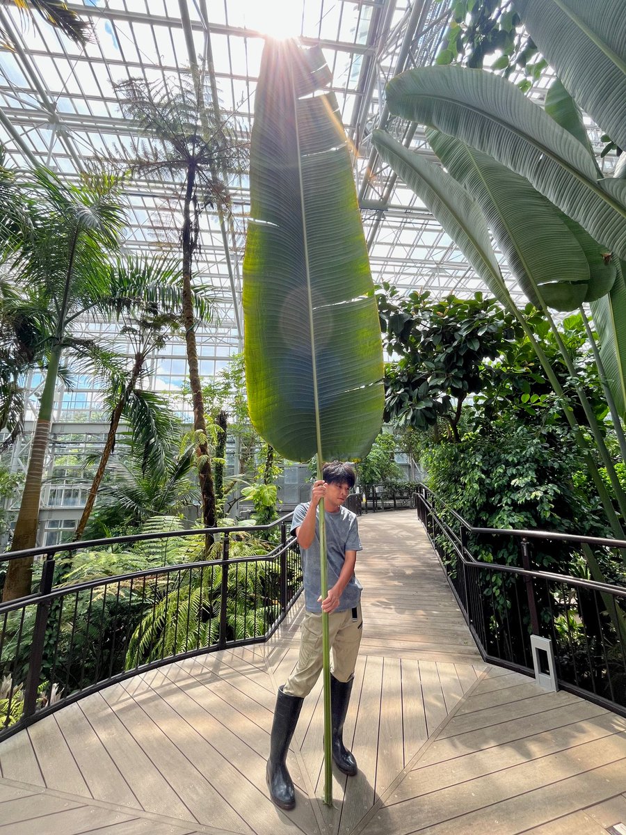 本日（8/26）閉園後、大温室内にあるタビビトノキの葉を１本切ります。
明日（8/27）限定でタビビトノキの葉と一緒に写真を撮れます！
葉と一緒に記念撮影はいかがですか？
写真は8/6に撮影したものです。
#広島市植物公園 #タビビトノ