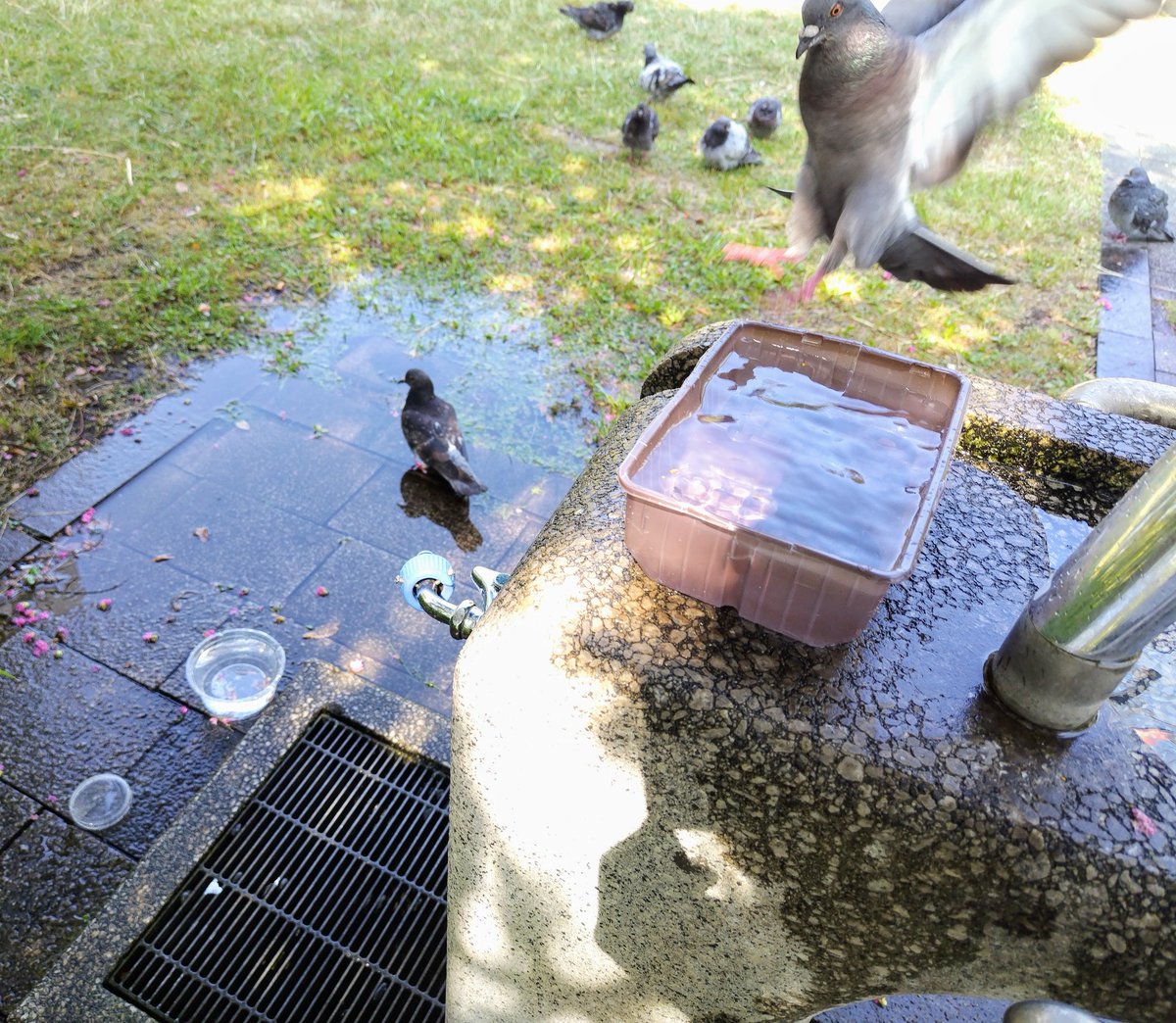 いっぱい飲みなね…🚰
羽毛は暑くて大変だ
優しい人が既に用意してくれていた😌