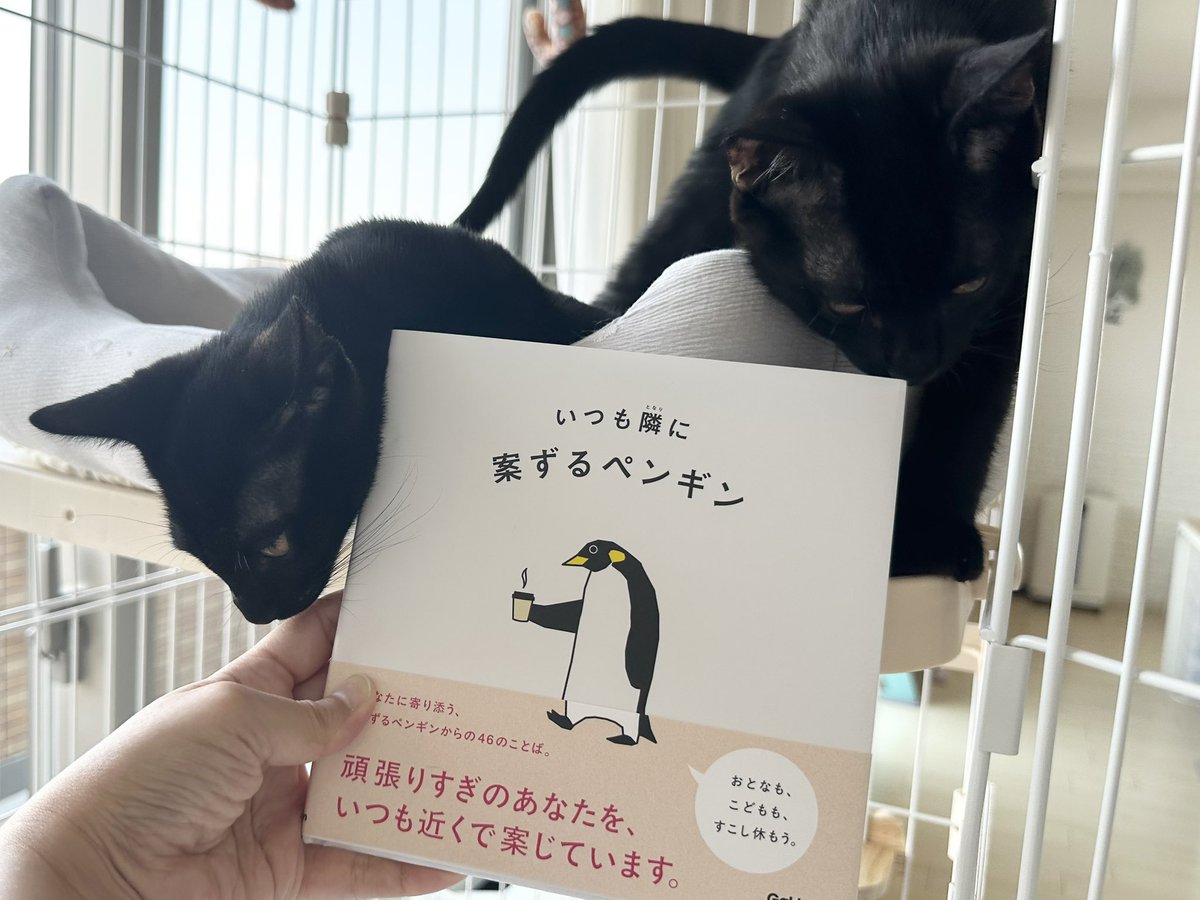 ★やまとのねこページです★ MARCO 写真集「メイ先輩」 (@marco74444) / X