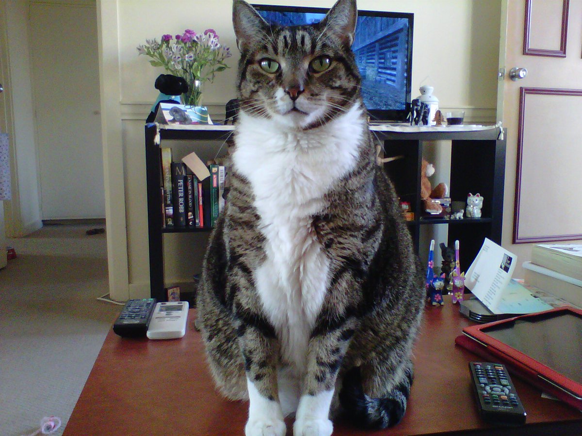 Basil and Monty and Teddy oh my! tweet media