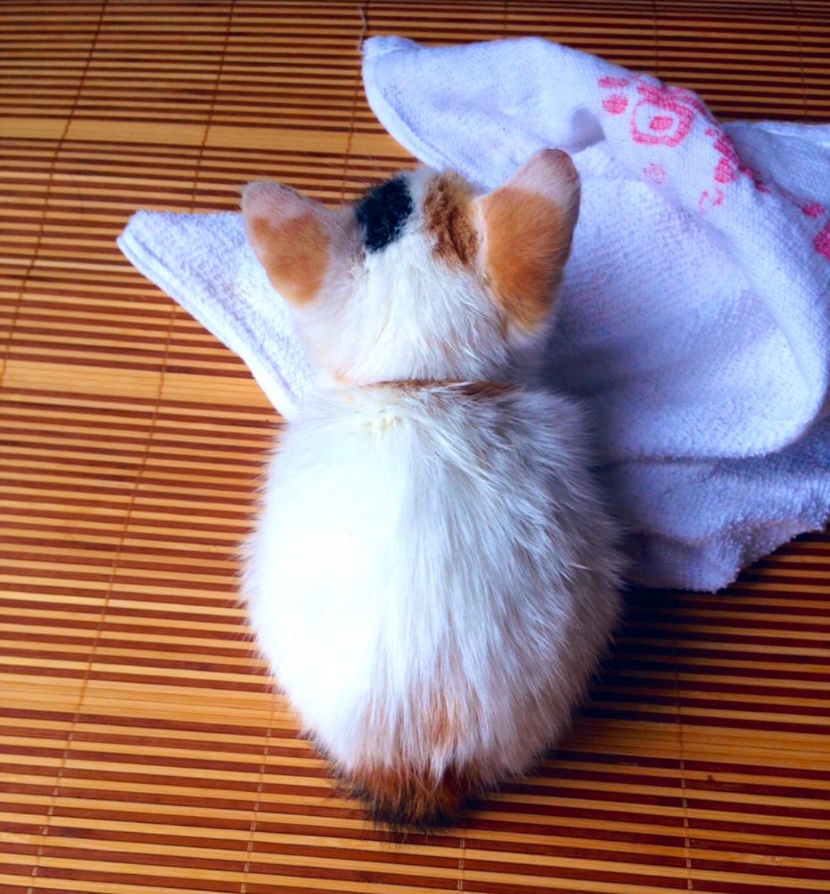 死ぬ程可愛い猫の油絵(^^) 死ぬ程可愛い猫の油絵(^^)