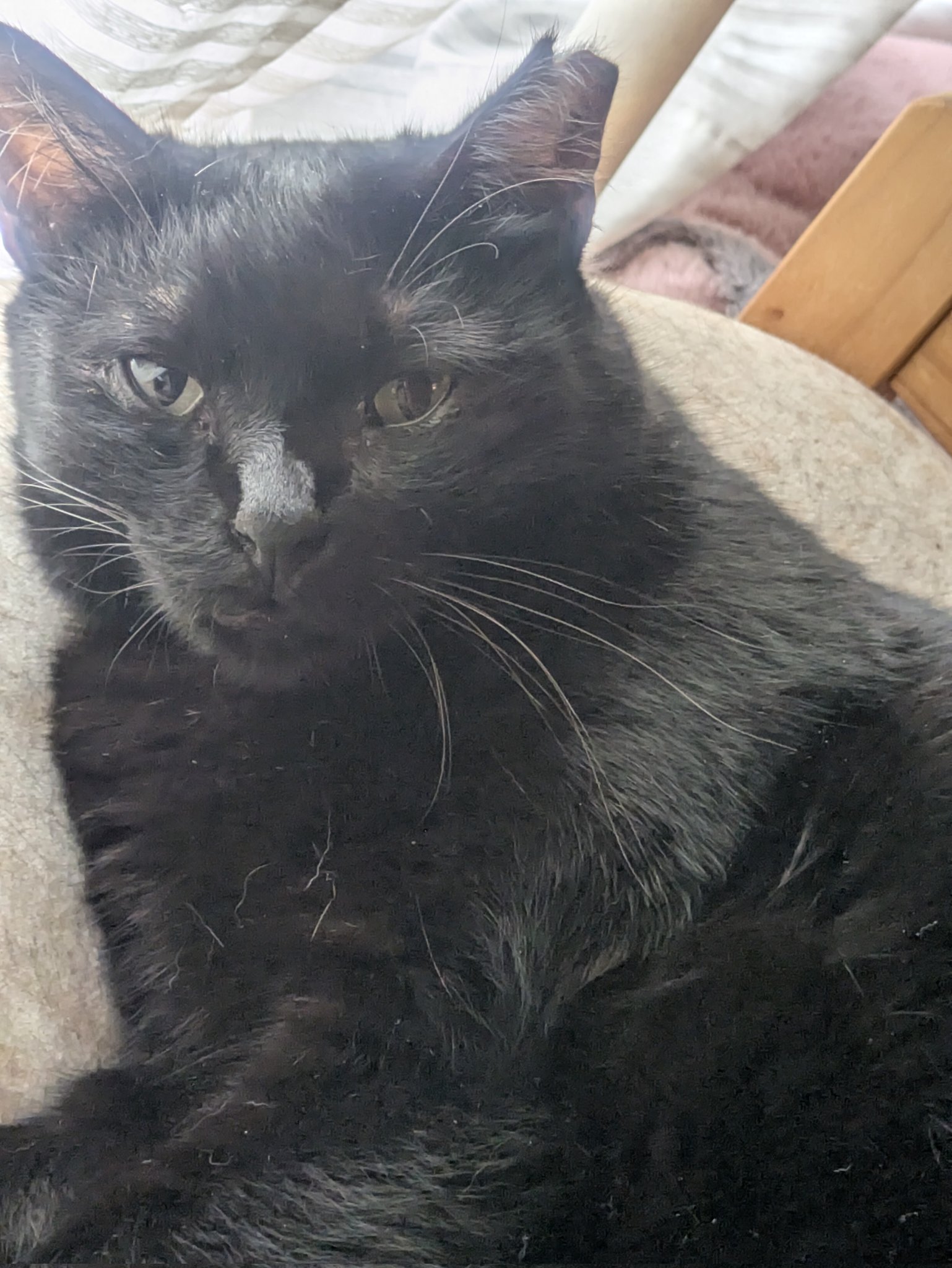 「黒猫みんと」のみ 黒猫COOさんのブログ COOの香箱座り｜みんなのペット